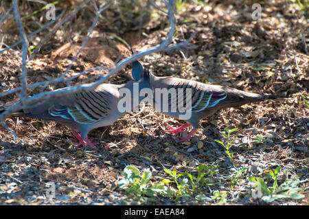 Crested Pigeon dans l'affichage, Geophaps lophotes Banque D'Images