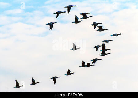 En vol, la Bernache cravant (Branta bernicla) Banque D'Images