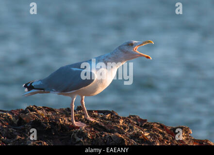 Goéland argenté Larus argentatus, appelant Banque D'Images