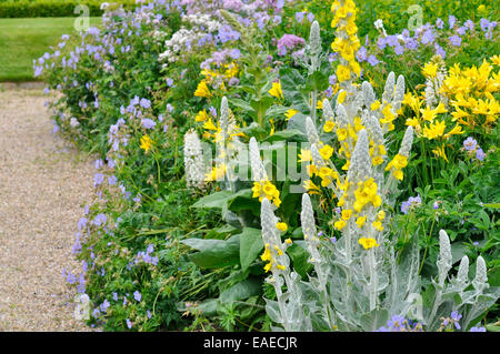 Verbascum Olympicum poussant dans le jardin d'été frontière avec Cranesbills bleu et jaune hémérocalles. Banque D'Images