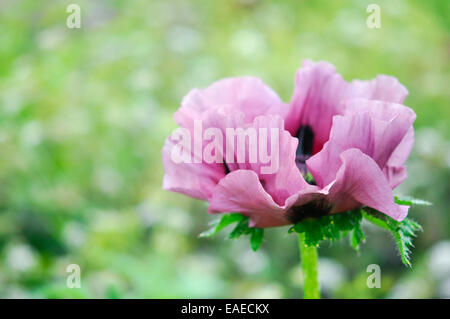 Vieux rose profond Pavot d'Orient (Papaver orientale). Grande fleur simple avec un arrière-plan. Banque D'Images