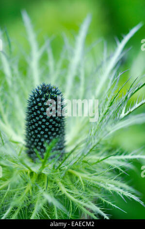 Eryngium Alpinum avec un complexe et hérissés de ruff vert et bleu acier. Banque D'Images