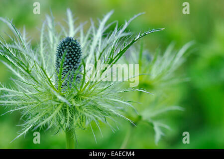 Eryngium Alpinum avec un complexe et hérissés de ruff vert et bleu acier. Banque D'Images