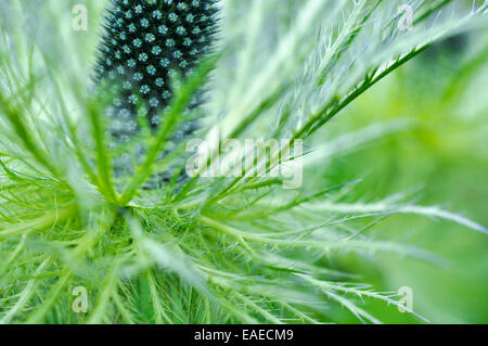 Eryngium Alpinum avec un complexe et hérissés de ruff vert et bleu acier. Banque D'Images