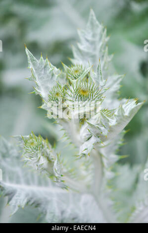 Argenté et hérissés, Onopordium Acanthium chardon écossais. De nouveaux bourgeons hérissés formant à l'extrémité de la tige. Banque D'Images