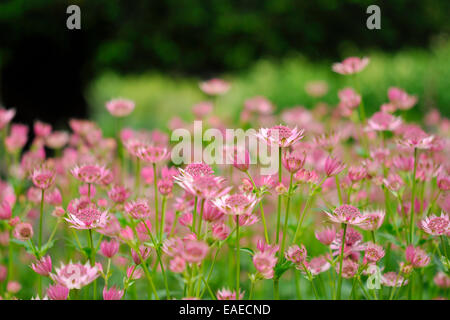 Grand bouquet de rose profond Astrantia major dans un jardin d'été. Banque D'Images