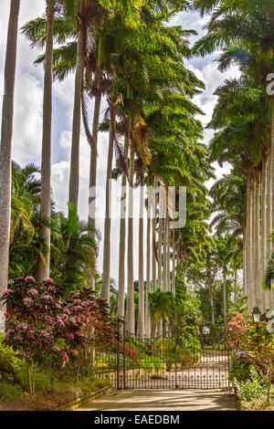 Palmiers Aux portes Barbade Antilles Banque D'Images