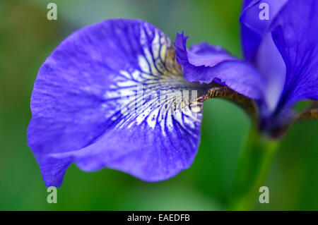 Blue Iris sibirica Iris de Sibérie () avec veines blanches. Très gros à l'aide de faible profondeur de champ. Banque D'Images