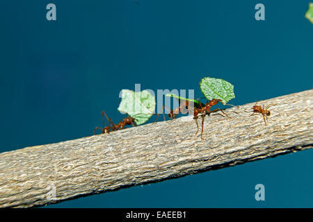 Les fourmis Atta cephalotes osmia lignaria (columbica) transportant des morceaux de feuilles qui ils ont coupé Banque D'Images