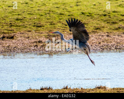 Magnifique Héron cendré Ardea cinerea], [étendu les ailes en vol, l'écrémage dans l'eau ouvert Banque D'Images