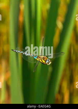 Anisoptera [Dragonfly], bleu et jaune coloration marbrée. macro image isolée de jaune et vert de l'arrière-plan. reed Banque D'Images