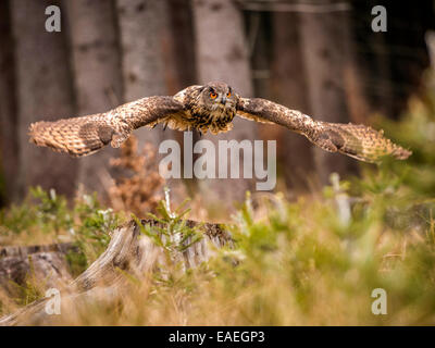 Sibérie occidentale Eagle Owl Bubo Bubo Sibericus] [en plein vol avec les ailes étendues dans une forêt. Banque D'Images