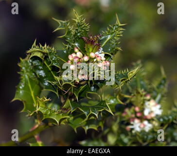 Français ou européen ou commun ou de noël houx, Ilex aquifolium Banque D'Images