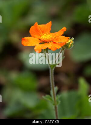 Close up sur benoîte écarlate, Geum coccineum Banque D'Images