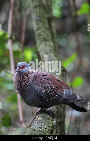 (Columba guinea Speckled Pigeon) assis sur une branche. Banque D'Images