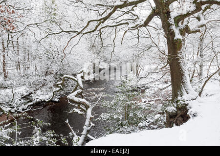 Couvert de neige des branches suspendues sur la rivière Etherow. Banque D'Images