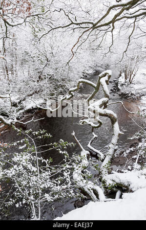 Couvert de neige des branches suspendues sur la rivière Etherow. Banque D'Images