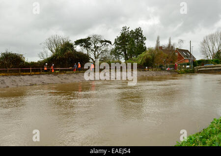 Burrowbridge, UK. 13 novembre, 2014. Météo France : inondations avec de très hauts niveaux d'eau passant sous le pont du chemin principal vu travailler sur des ouvriers en face de bankside. Crédit : Robert Timoney/Alamy Live News Banque D'Images