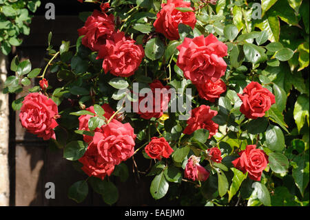 Rose 'Danse du Feu' fleurs rouge sur une escalade floribunda rose Banque D'Images