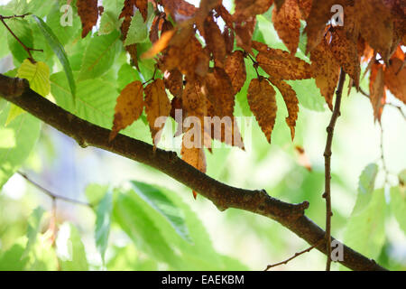 Serrata-Keaki Zelkova Modification de feuilles à l'automne Jane Ann Butler Photography JABP1328 Banque D'Images