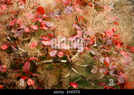 La fumée caractéristique bush, Prunus serrula en automne Jane Ann Butler Photography JABP1316 Banque D'Images