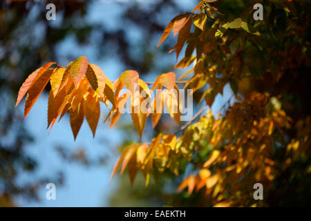 Zelkova serrata keaki or feuilles en automne Jane Ann Butler Photography JABP1312 Banque D'Images