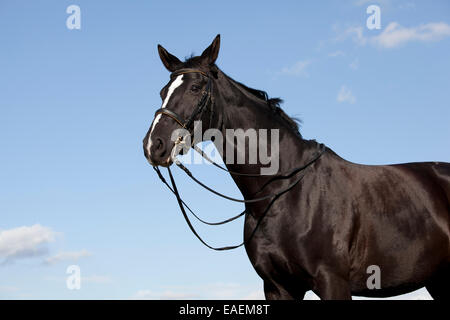 Un magnifique cheval noir avec une flamme blanche en face de ciel bleu Banque D'Images