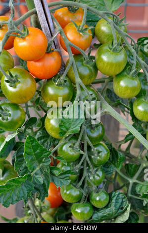 Les Jardiniers biologiques Delight tomate (Solanum lycopersicum) croissant sur vine in garden Banque D'Images