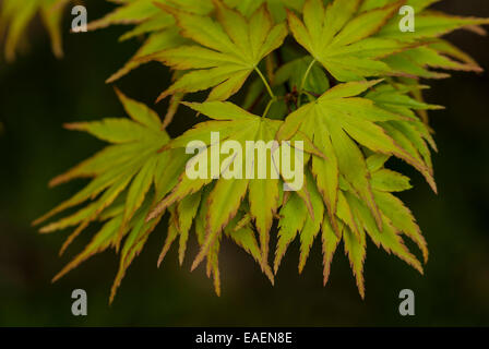Feuilles vertes d'un Acer palmatum (érable japonais) contre un arrière-plan foncé. Banque D'Images