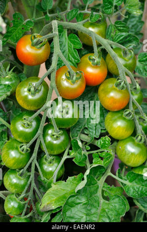 Les Jardiniers biologiques Delight tomate (Solanum lycopersicum) croissant sur vine in garden Banque D'Images