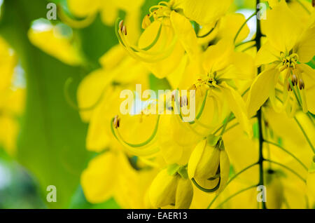 Fermer la purge ou Ratchaphruek Cassia fistula Cassis ( fleurs ) fleur nationale de Thaïlande avec beauté jaune vif Banque D'Images