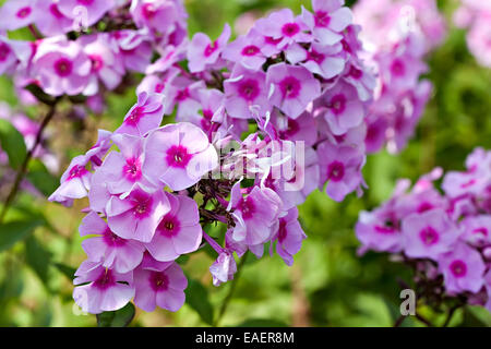 Gros tas phloxes gros plan des fleurs dans le jardin Banque D'Images