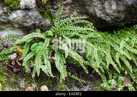 Maidenhair spleenwort fern Banque D'Images