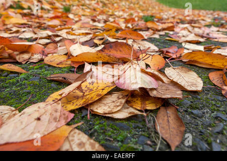 Feuilles d'automne tombées sur le sol, sur une herbe Banque D'Images