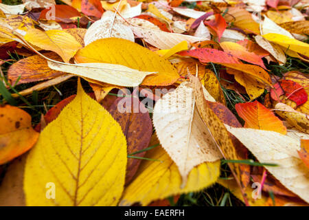 Feuilles d'automne tombées sur le sol couché sur une herbe feuilles d'automne fallimg, feuilles tombées closeup Banque D'Images