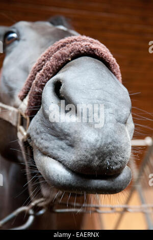 Grand-angle cheval baie libre funny portrait du museau Banque D'Images