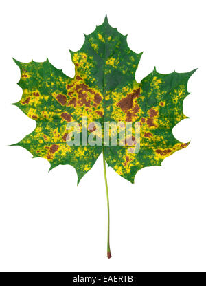 Feuille d'érable d'automne Banque D'Images