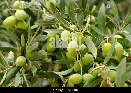 OLIVES VERTES POUSSANT SUR UN OLIVIER EN CHYPRE Banque D'Images