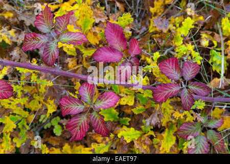 Les feuilles de ronce Rubus fruticosus changeant de couleur changeant de couleur à l'automne Banque D'Images