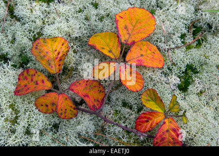 Les feuilles de ronce Rubus fruticosus changent de couleur en automne Banque D'Images