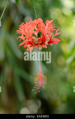 Hibiscus (Hibiscus schizopetalus japonais) Banque D'Images