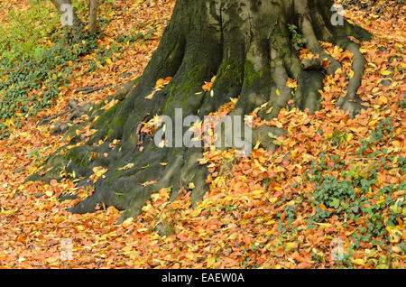 Le hêtre commun (Fagus sylvatica) Banque D'Images