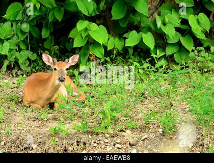 Bouton Cerf Buck lits vers le bas à l'orée d'un bois. Banque D'Images