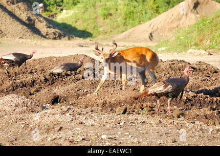 Whitetail Buck et la Turquie sur un tas de terre. Banque D'Images