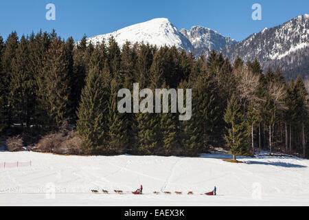 Traîneau à chien à saint Hugues de Chartreuse, Parc naturel régional de Chartreuse, Isère, Rhône-Alpes, France Banque D'Images
