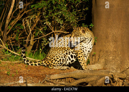 Jaguar (Panthera onca) assis dans le soleil du soir dans les zones humides du Pantanal au Brésil. Banque D'Images