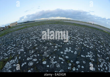 (Lichen Lecanora muralis syn. lecanora saxicola) à l'ancien aéroport de Tempelhof de Berlin, tempelhofer freiheit, Berlin, Allemagne Banque D'Images