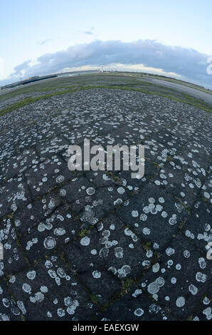 (Lichen Lecanora muralis syn. lecanora saxicola) à l'ancien aéroport de Tempelhof de Berlin, tempelhofer freiheit, Berlin, Allemagne Banque D'Images