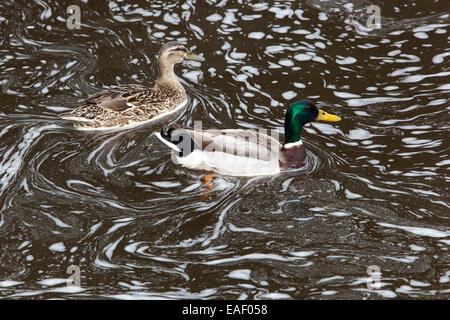 Canard colvert dans la rivière bouillonnante, une rivière polluée, les animaux de la pollution Banque D'Images