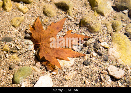 Feuille d'érable sec rouge dans l'eau de la rivière Banque D'Images